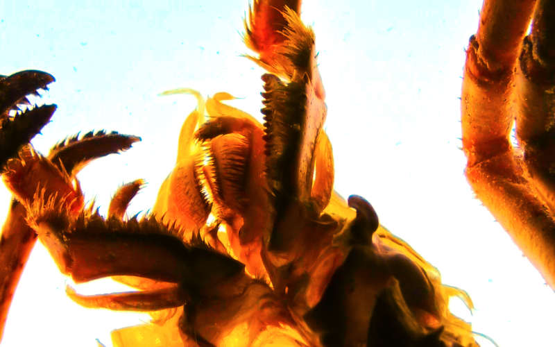 Quatre films de l’ÉSAL sélectionnés au Festival VIDEOFORMES 2026